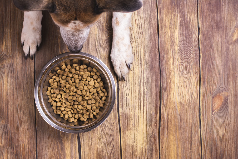 Tips to Ensure Your Pet Eats a Healthy and Nutritious Diet